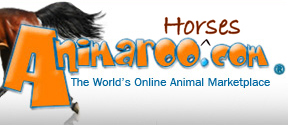 Horses - Animaroo
